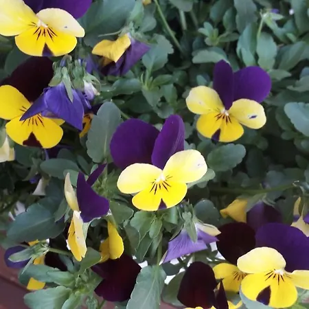 Apartamento Carola Lehmann *