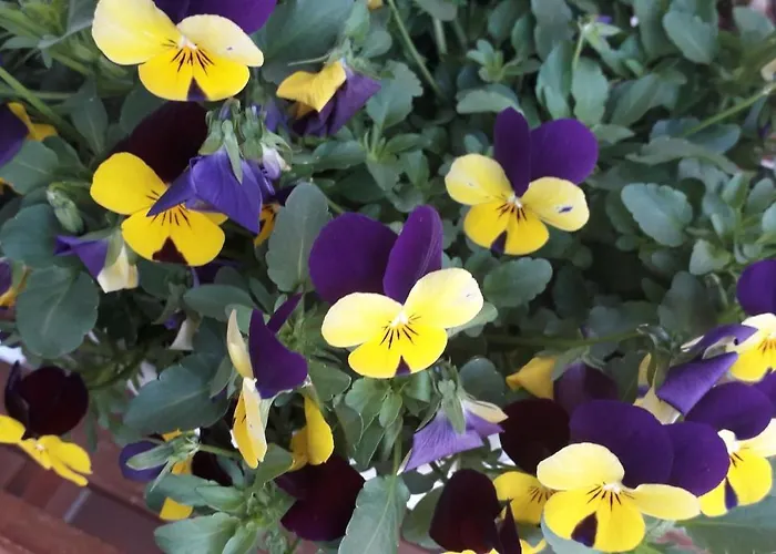 Apartamento Carola Lehmann *